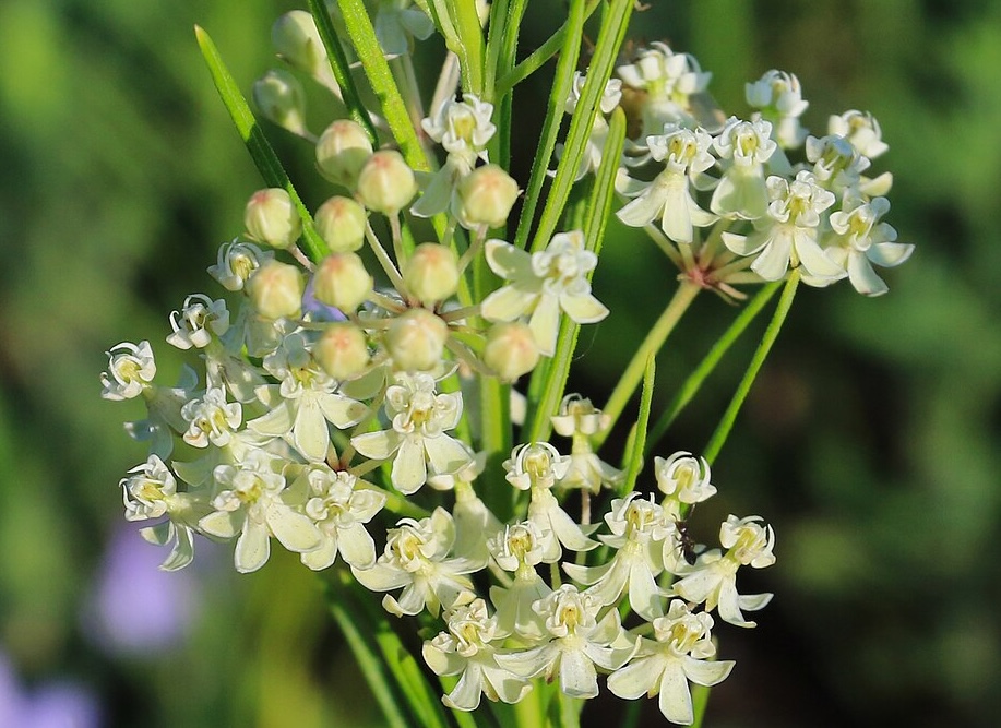 Whorled milkweed flowers (Asclepias verticillata)