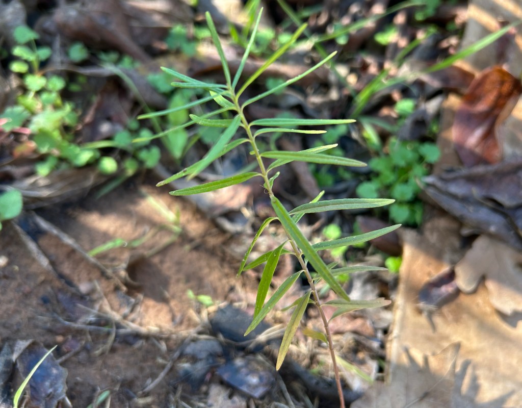 Whorled milkweed seedling planted in Fall