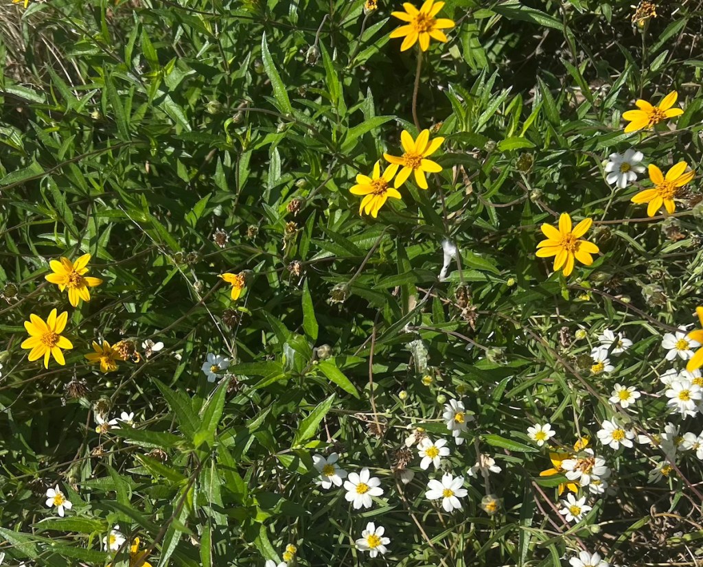 Zexmenia flowers paired with Blackfoot daisies in a garden