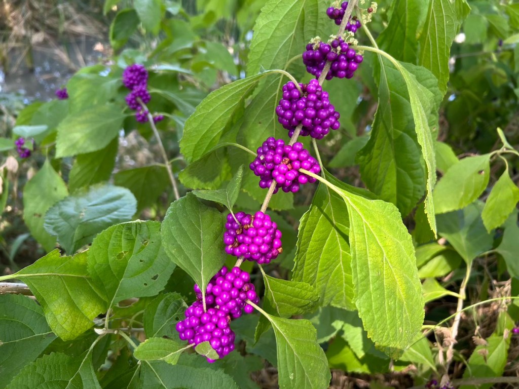 American beautyberry shrub with its attractive purple berries and green foliage. 