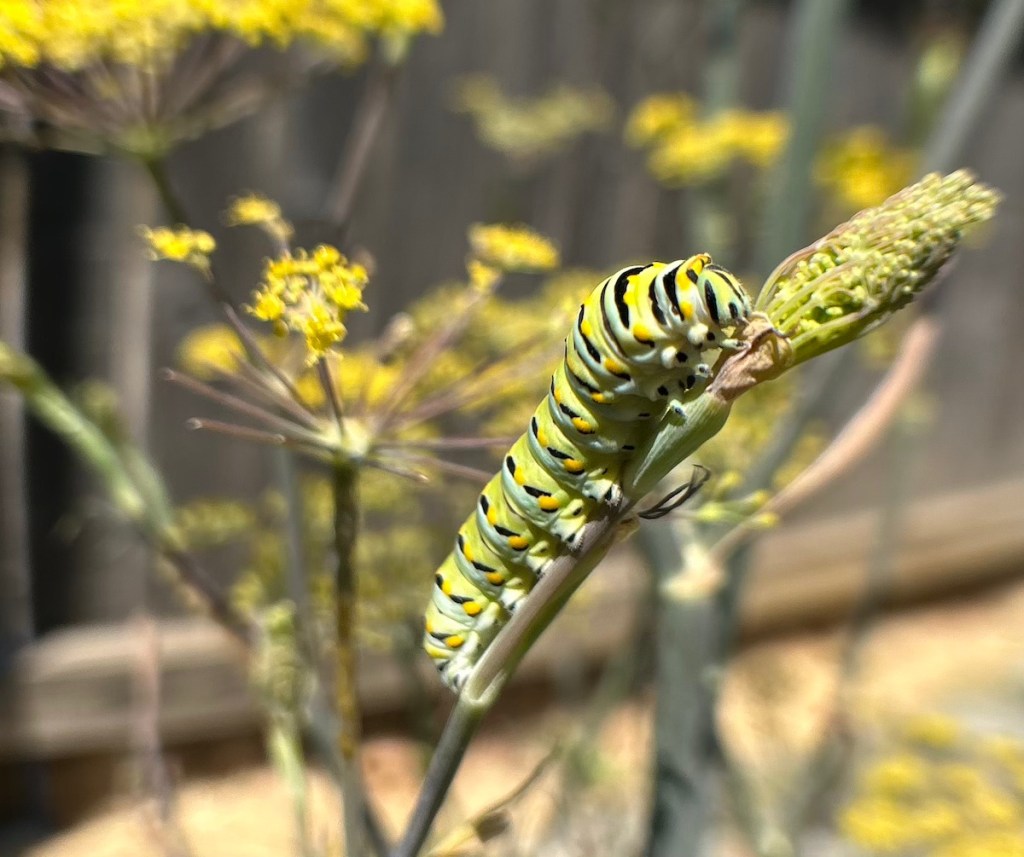 The Best Host Plants for Black Swallowtail Caterpillars in Texas (Zone&nbsp;8)