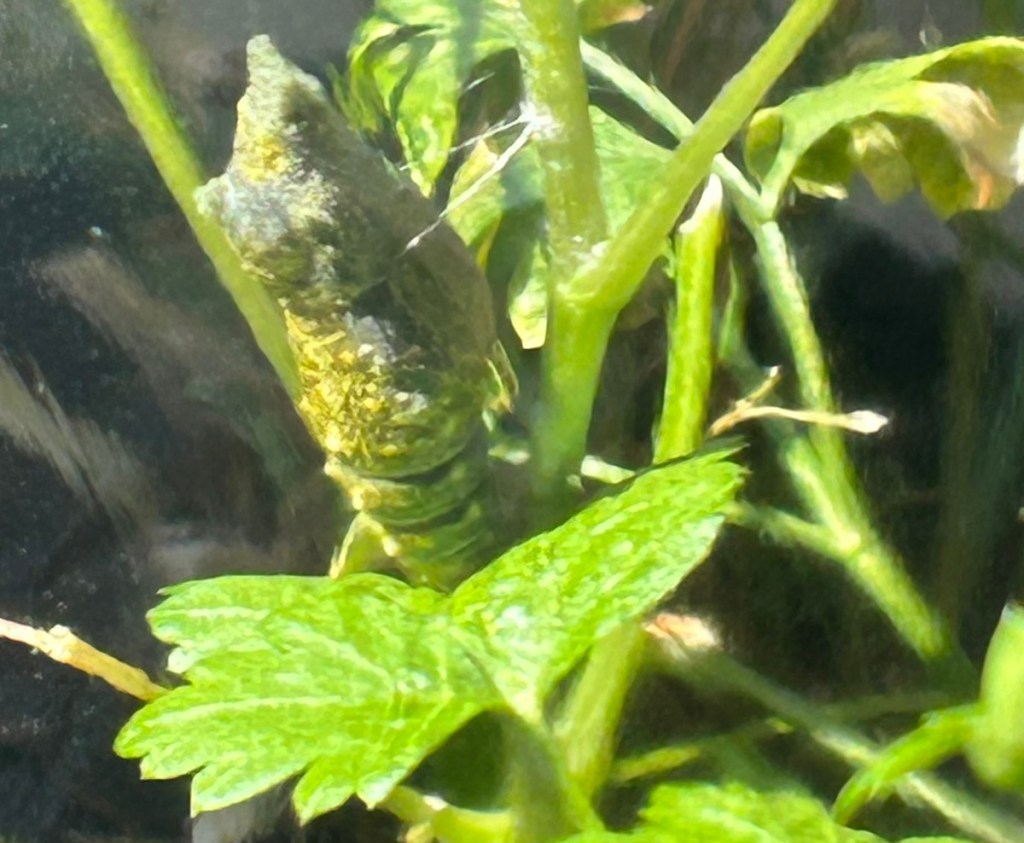 Black swallowtail butterfly chrysalis attached to cilantro stem