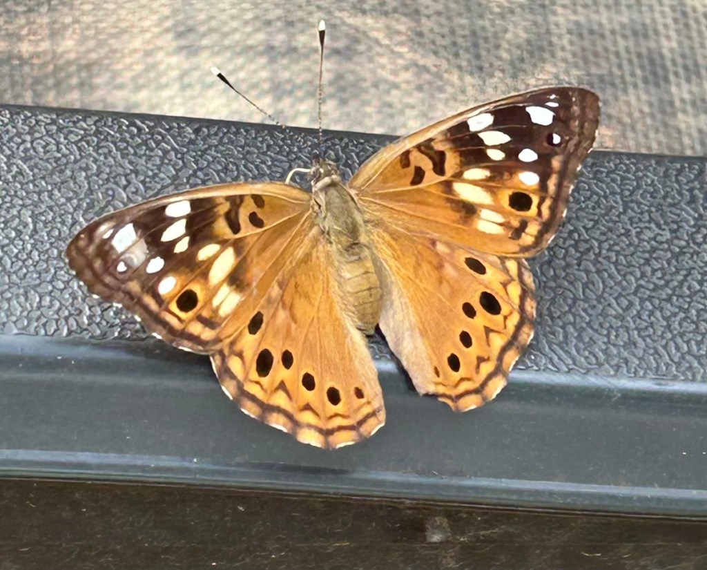 Hackberry emperor butterfly sipping minerals from a lawn chair arm
