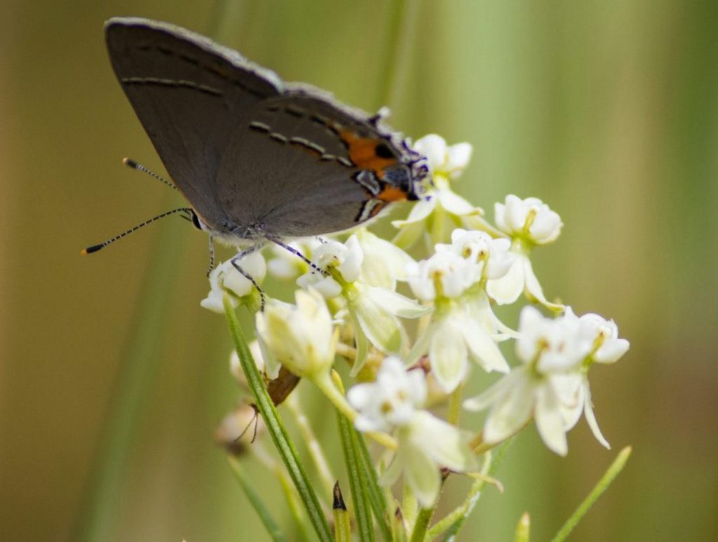 Gray hairstreak butterfly on whorled milkweed flowers