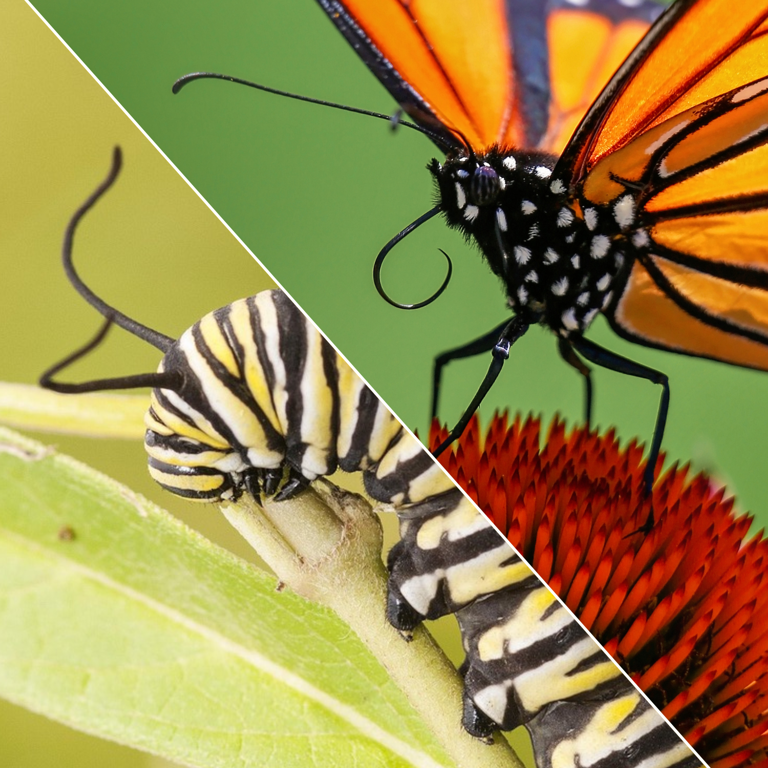 Monarch caterpillar eating milkweed host plant and a monarch butterfly feeding from a nectar flower