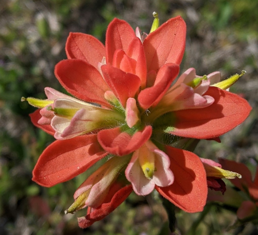 Top view of an Indian paintbrush flower, a native prairie plant. 