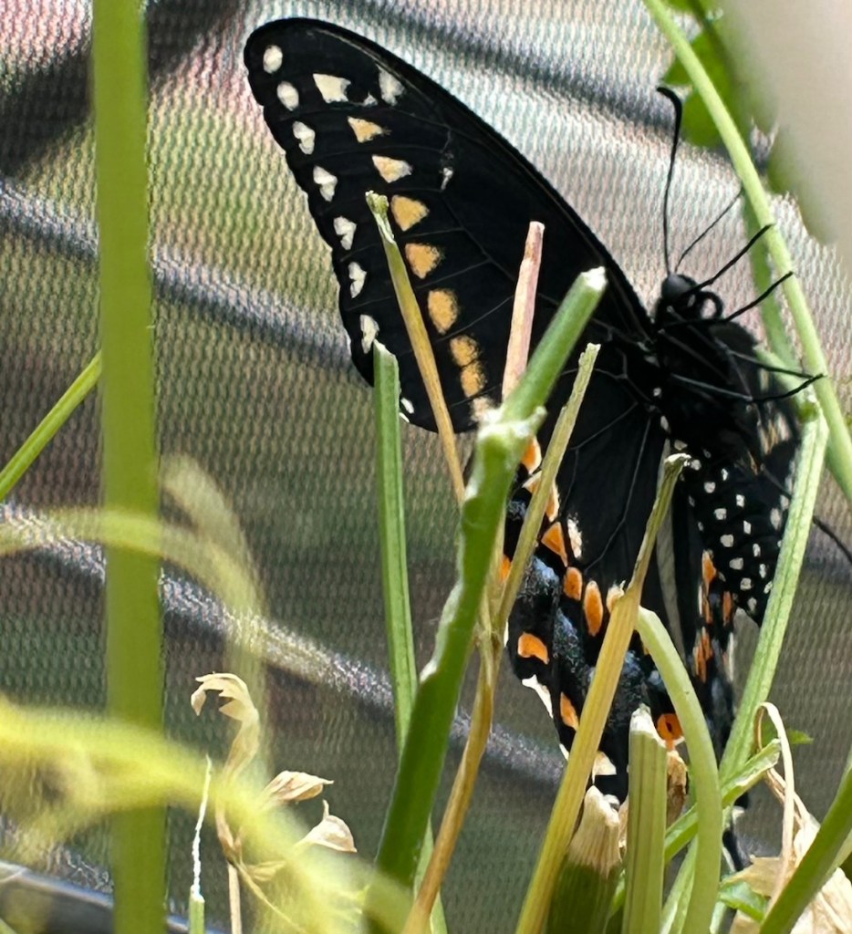 Just emerged black swallowtail butterfly and parsley stems chewed by caterpillars