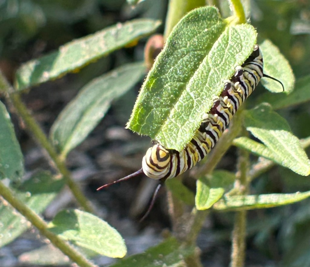Monarch caterpillar eating a milkweed leaf