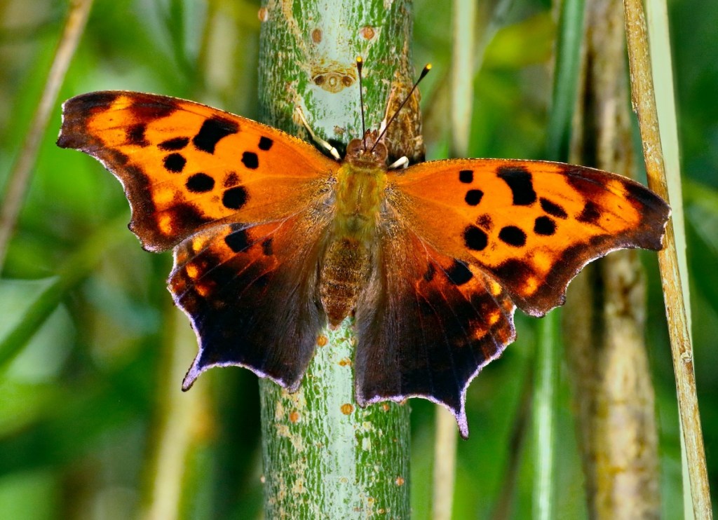 Question mark butterfly resting on a stem.