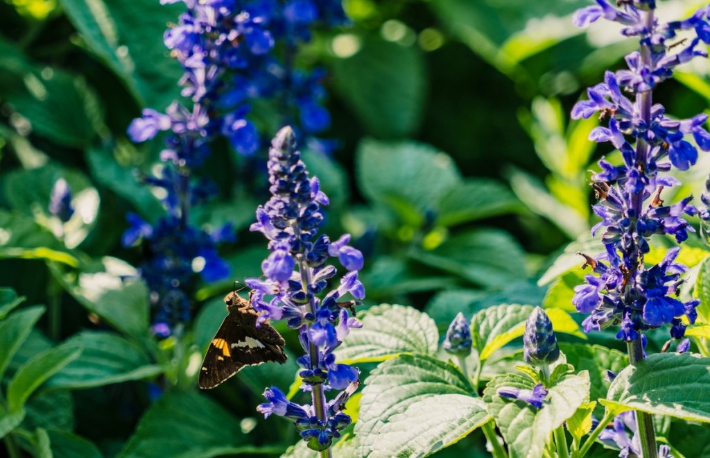 Mealycup sage (Salvia farinacea) native flowers with a silver spotted skipper butterfly feeding