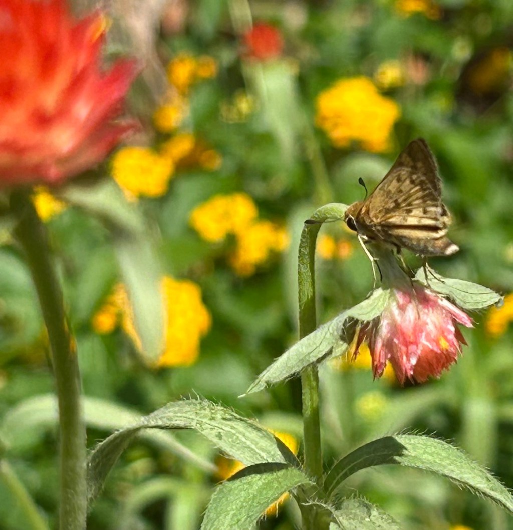 Skipper butterfly on gomphrena flower in garden