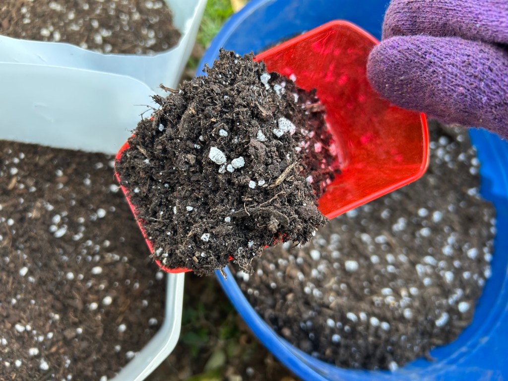 Filling milk jugs with light well-draining soil
