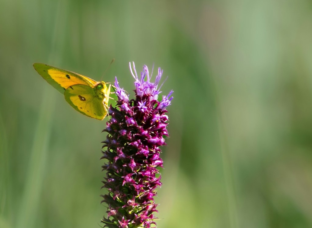 Southern dogface sulphur butterfly drinking nectar from liatris flowers