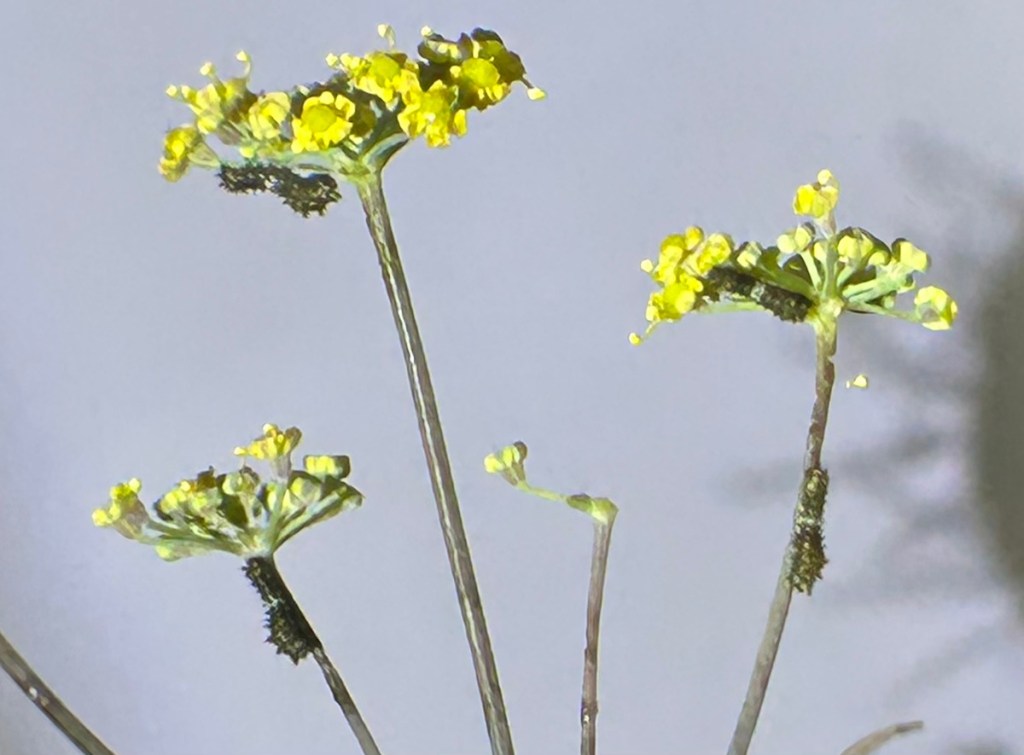 Tiny first instar black swallowtail caterpillars on bronze fennel host plant after hatching. 