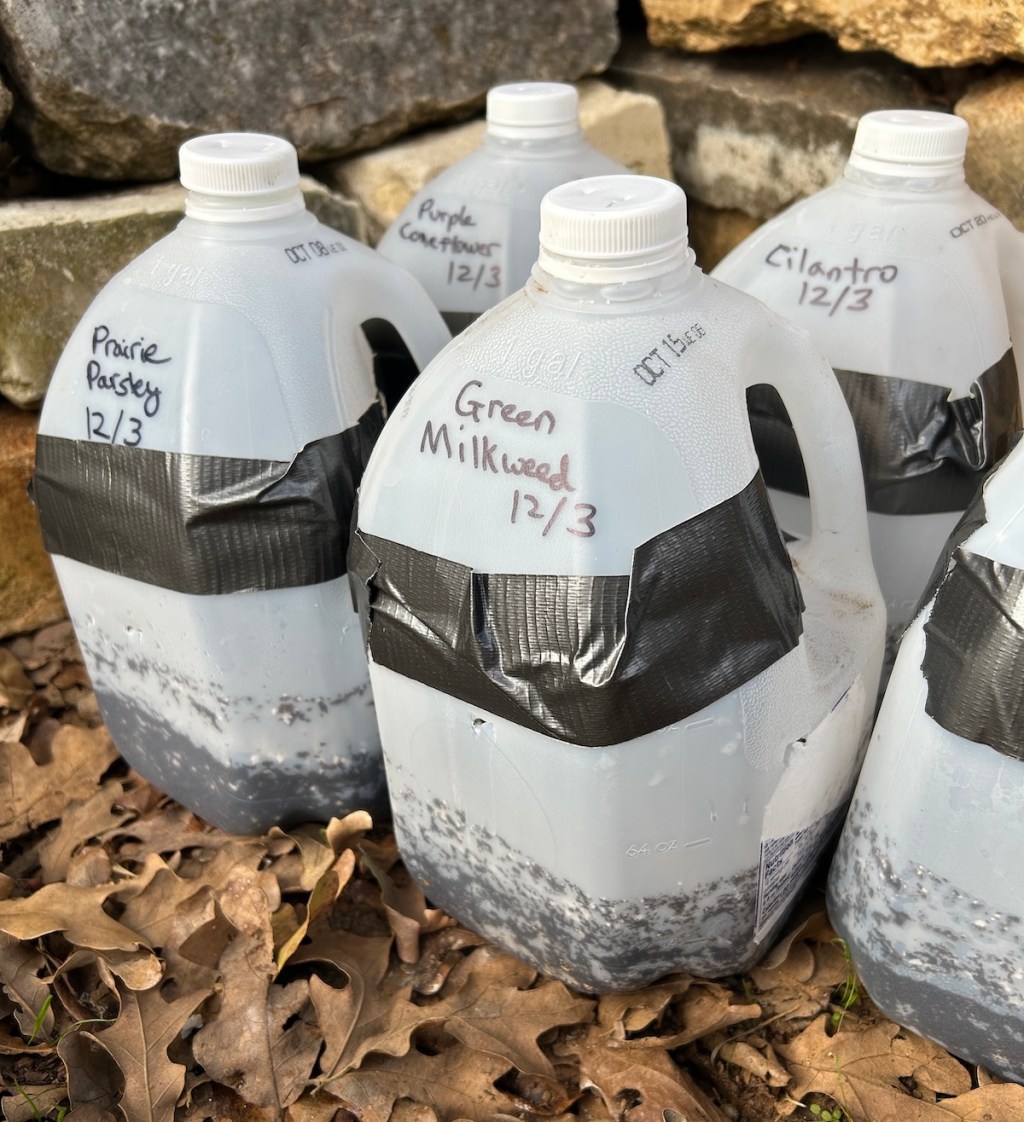 Milk jugs with seeds planted for winter sowing