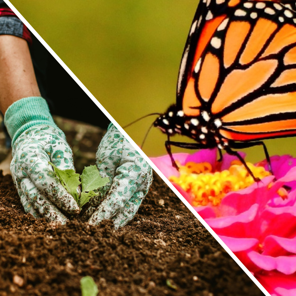 Your Winter Tasks That Decide How Many Butterflies Visit Your Texas Garden in&nbsp;Spring