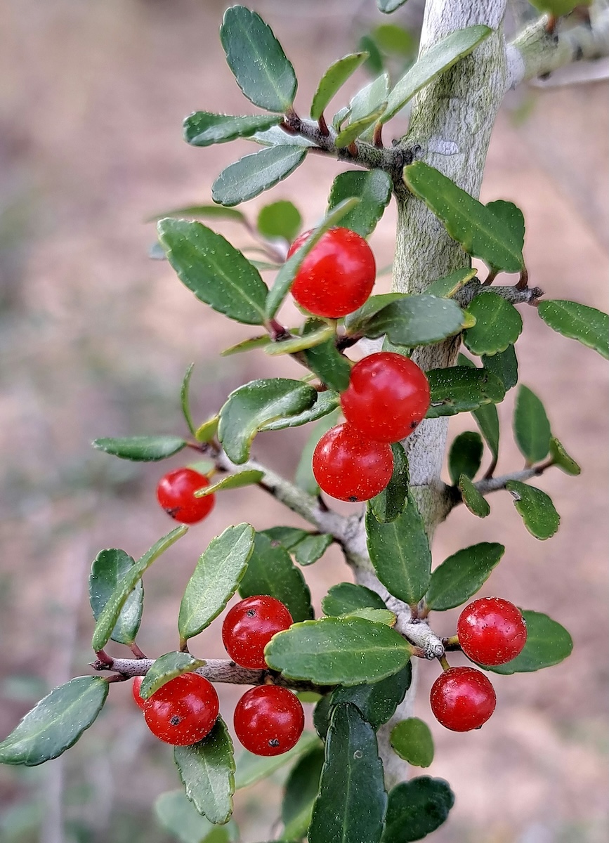 Yaupon holly with evergreen leaves and bright red berries adds beauty in winter