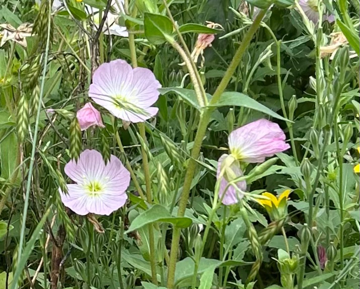 Pink evening primrose flowers blooming in a mixed wildflower planting