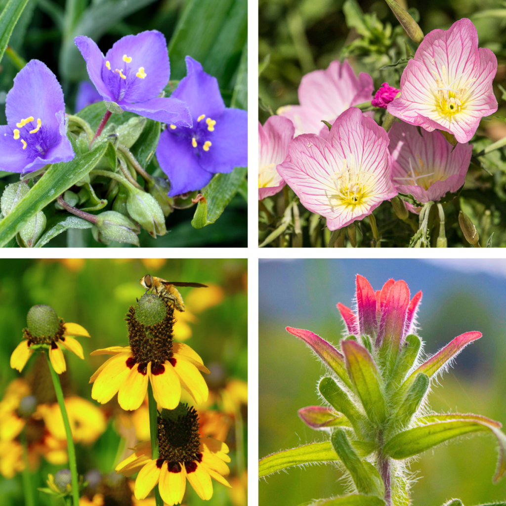 Best Texas Native Flowers That Bloom in Spring (Zone 8&nbsp;Guide)