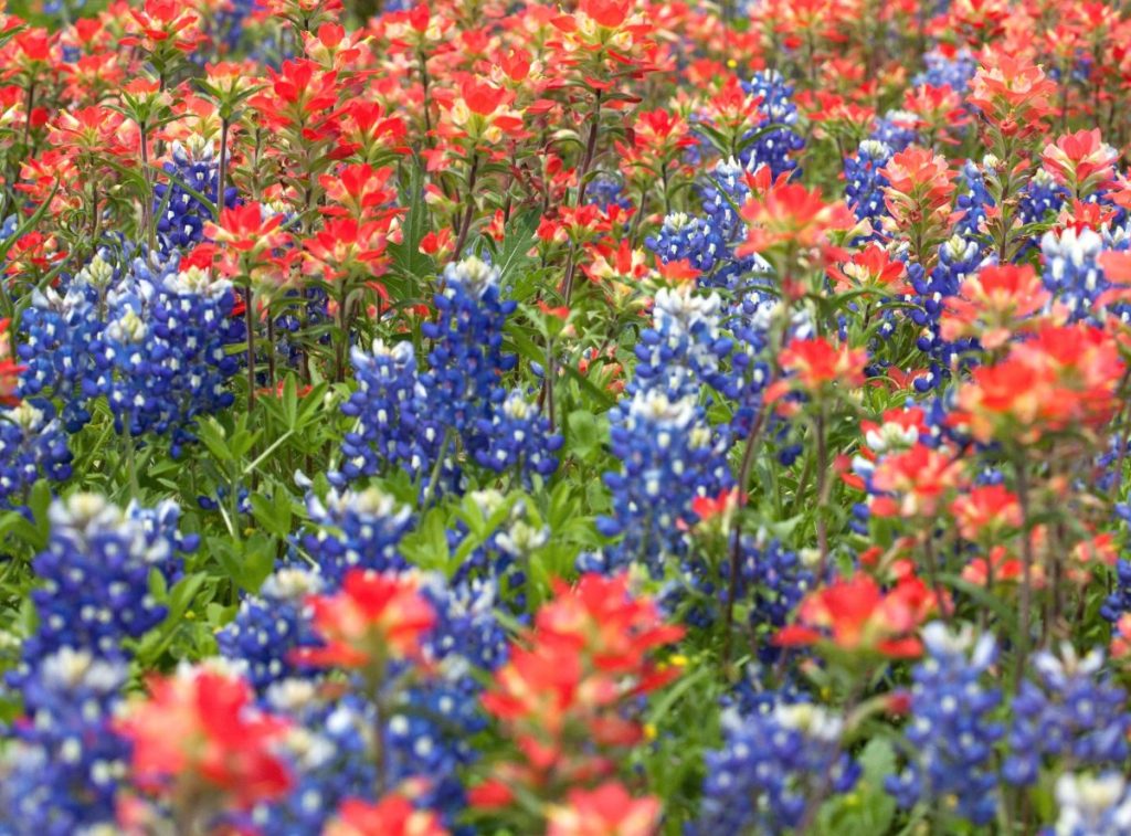 Texas bluebonnets and Indian paintbrush flowers in a field showing the color combination of blue and red
