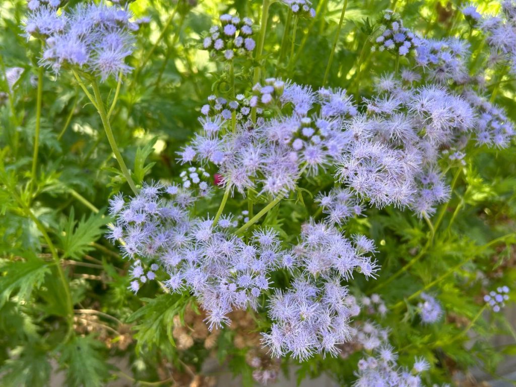 Gregg's mistflower with its powdery blue blooms