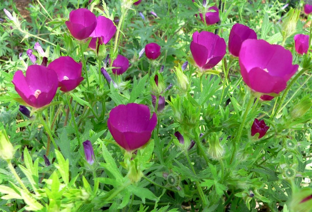 A bunch of Bright magenta winecup flowers blooming in a garden