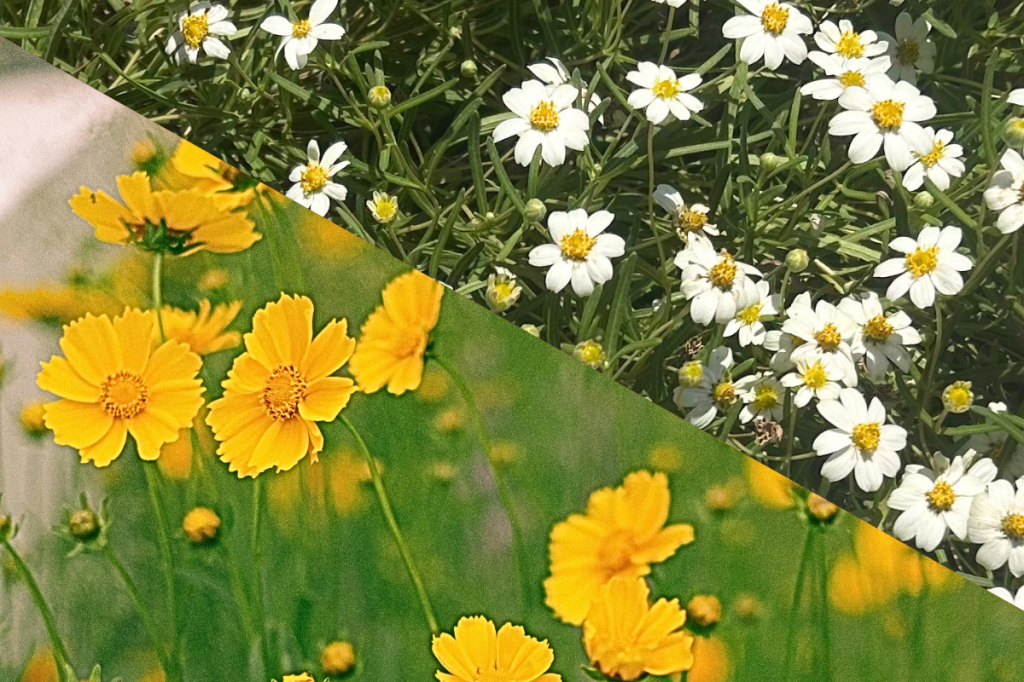 Coreopsis and Blackfoot daisy pictured together to show how they would pair in a garden visually.