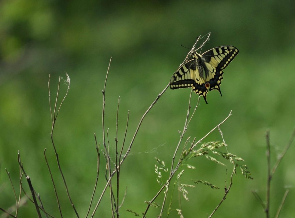 5 Common Butterfly Garden Problems (and How to Fix Them)