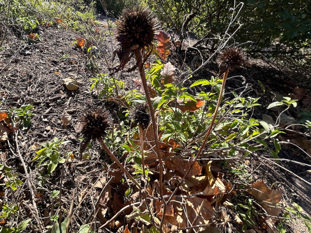 Echinacea flowers with leftover seed heads and leaves from winter. 