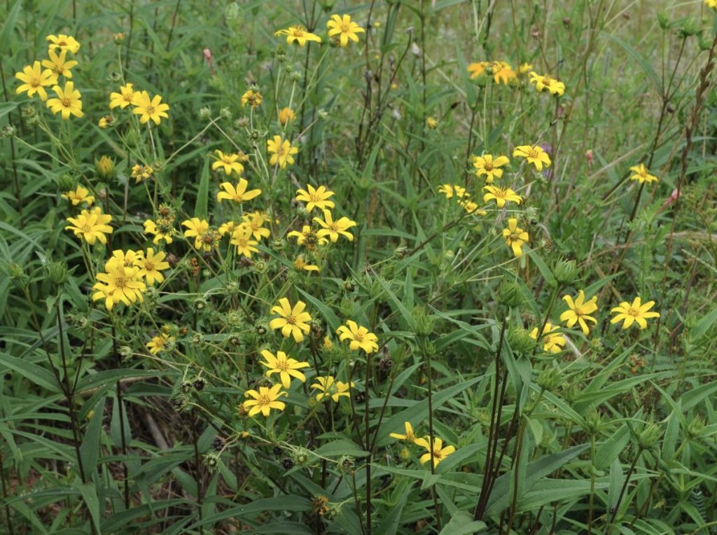 Engelmann's daisy flowers blooming yellow in a sunny dry area