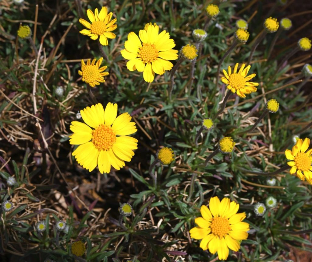 Small yellow Four-nerve daisy flowers blooming in a hot dry site 