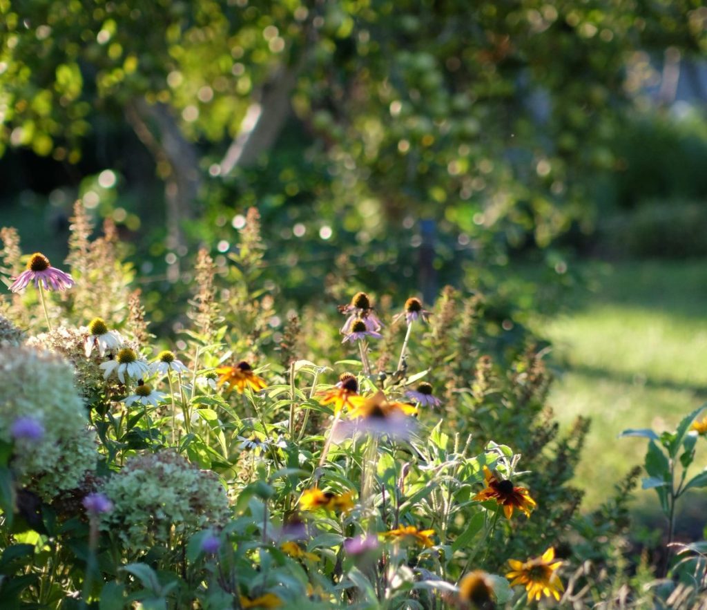 Texas Butterfly Garden Layouts: 3 Simple Designs for Real&nbsp;Yards