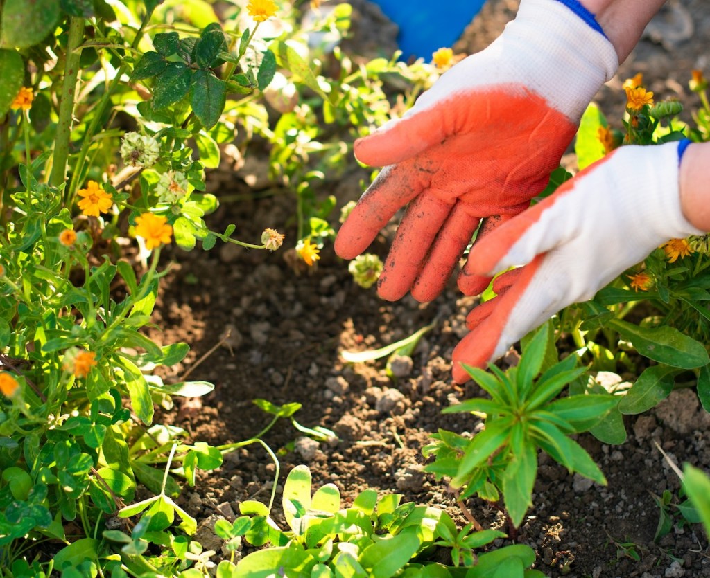 What to Plant in Spring in Texas (Zone 8 Guide for March–May)