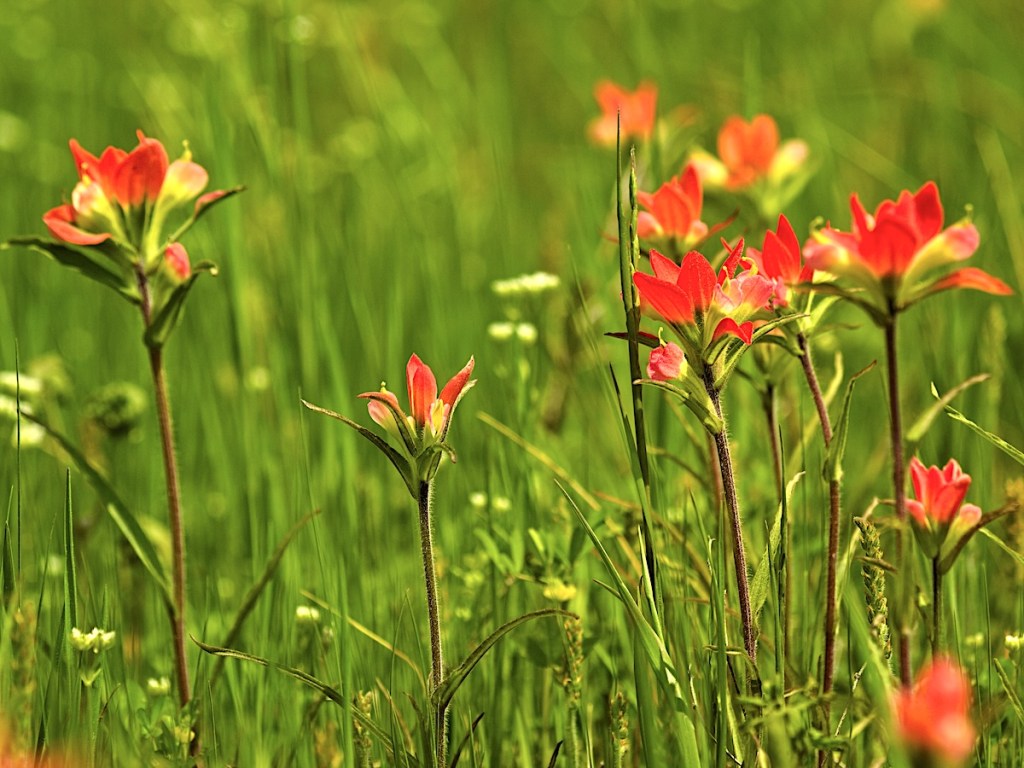 Indian paintbrush flowers glowing bright orange in a prairie