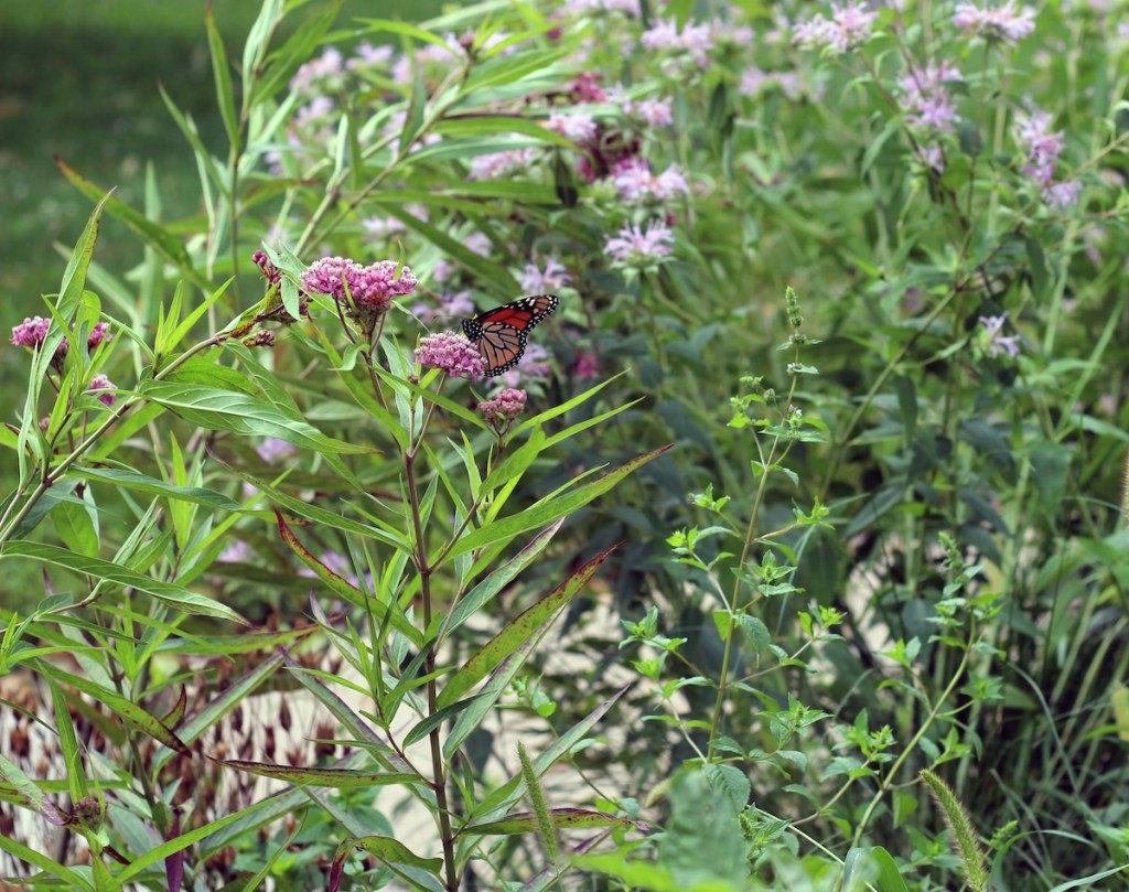 Monarch butterfly feeding on swamp milkweed in a butterfly garden. 