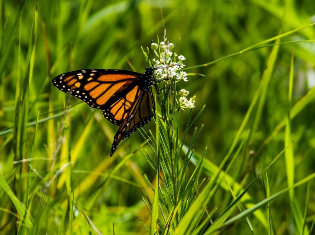 Monarch butterfly feeding on whorled milkweed flowers blooming in spring