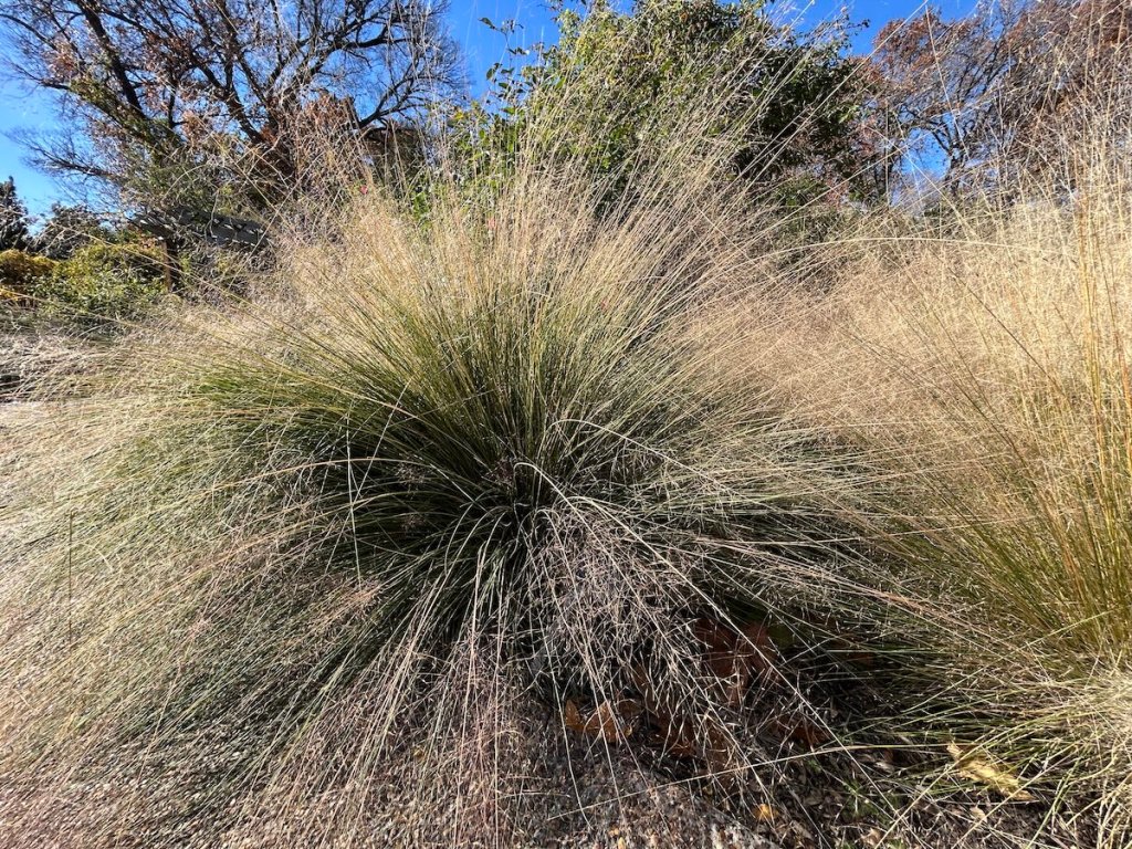 Large clump of muhly grass providing structure and shelter in the garden.