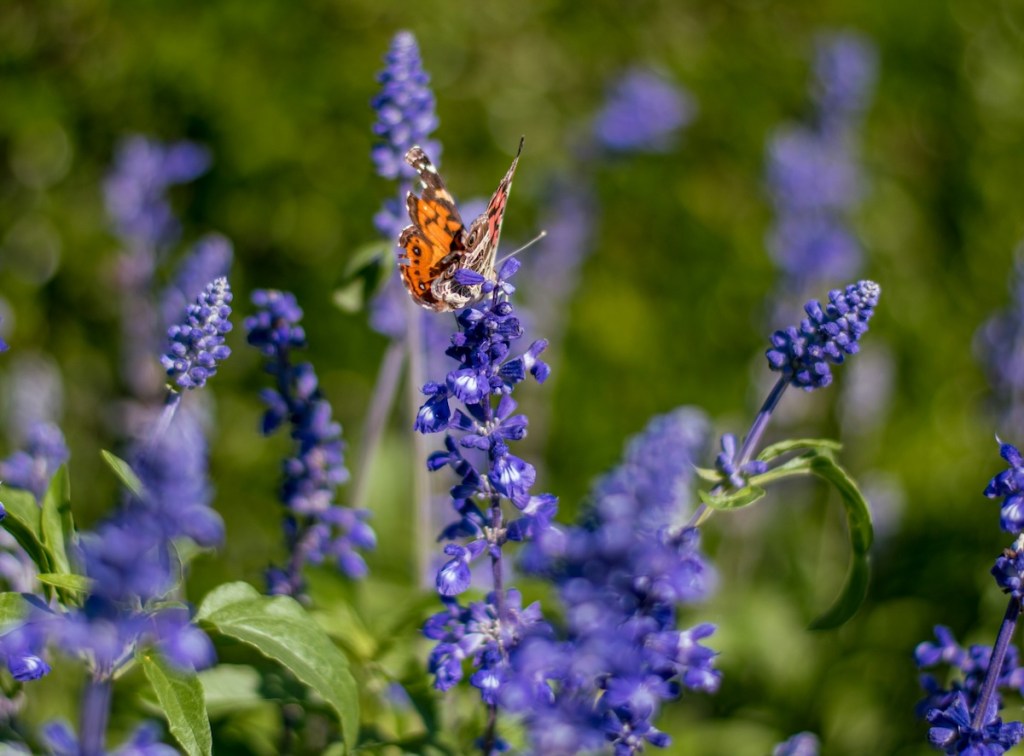 Painted lady butterfly feeding from mealy cup sage also known as Salvia farinacea. 
