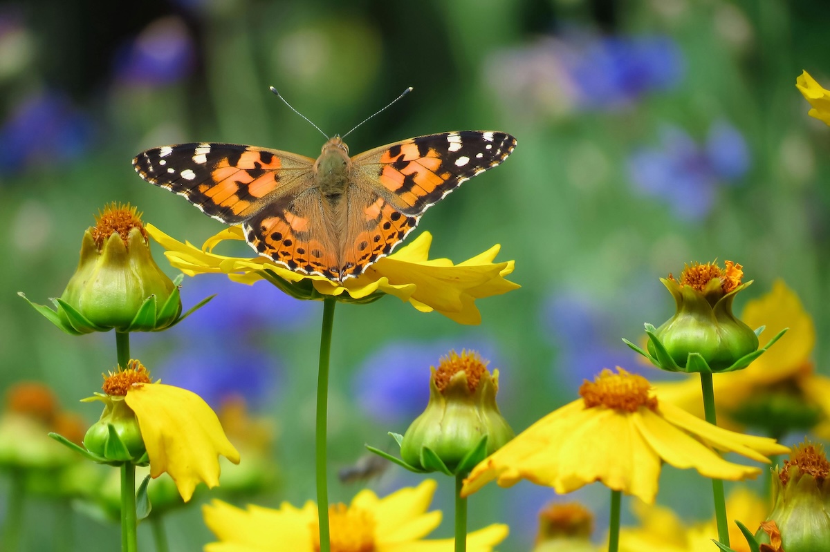 Painted lady butterfly spreading its wings on top of yellow coreopsis flowers