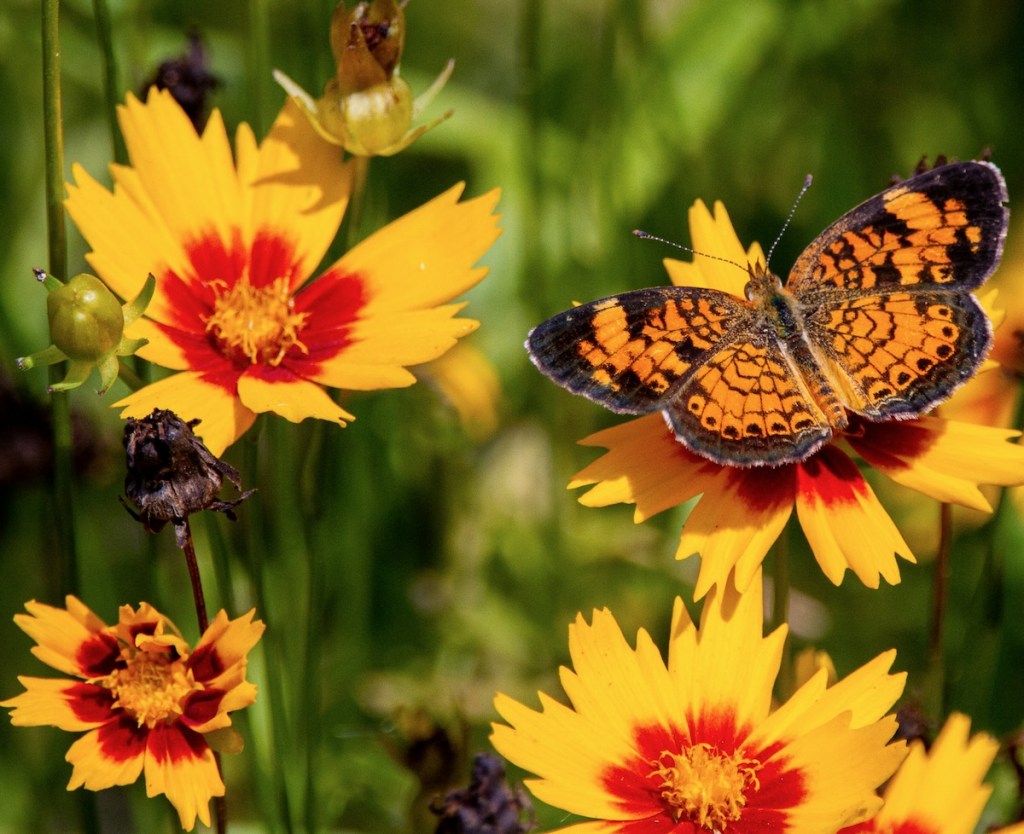12 Best Spring Plants for Texas Butterfly Gardens (Zone&nbsp;8)