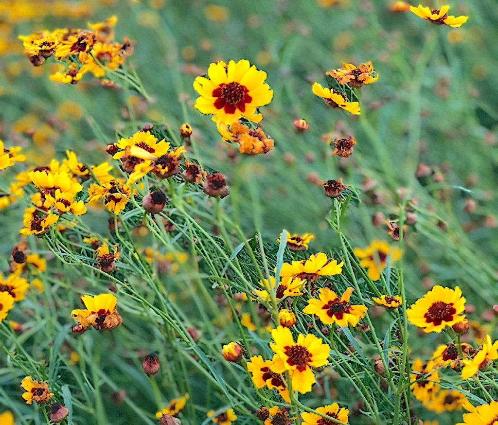 Plains coreopsis a native Texas wildflower blooming in its natural prairie setting