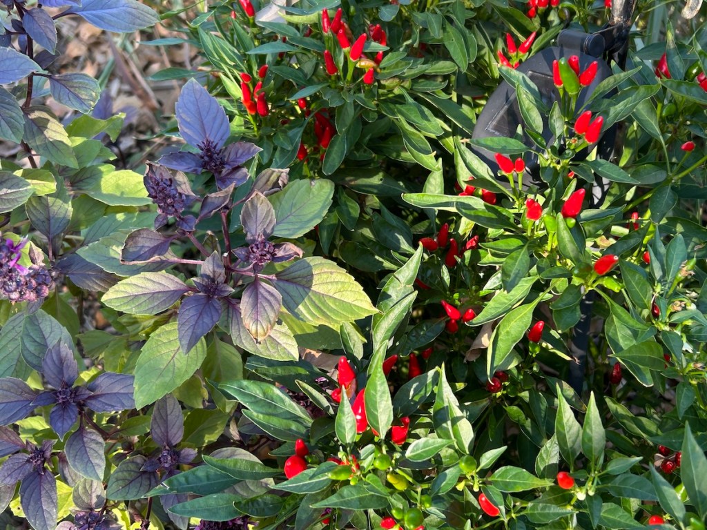 Purple basil and Thai peppers thriving in the Texas heat in a garden