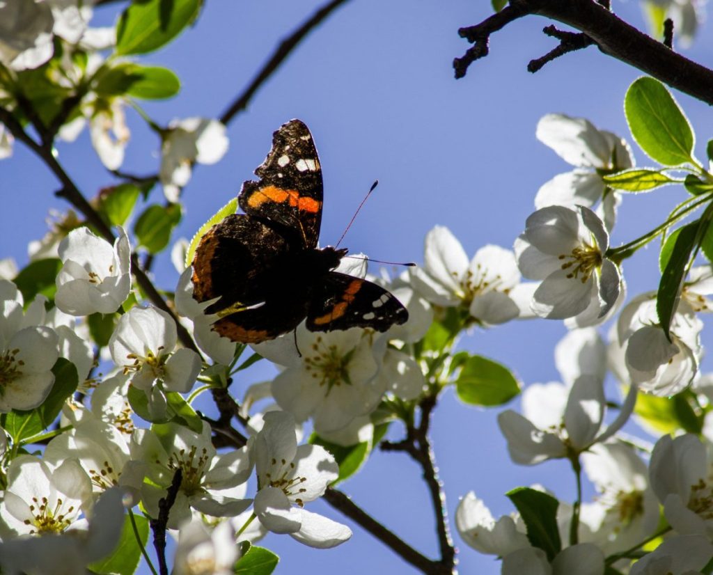 Red admiral on plum tree blossoms in springtime