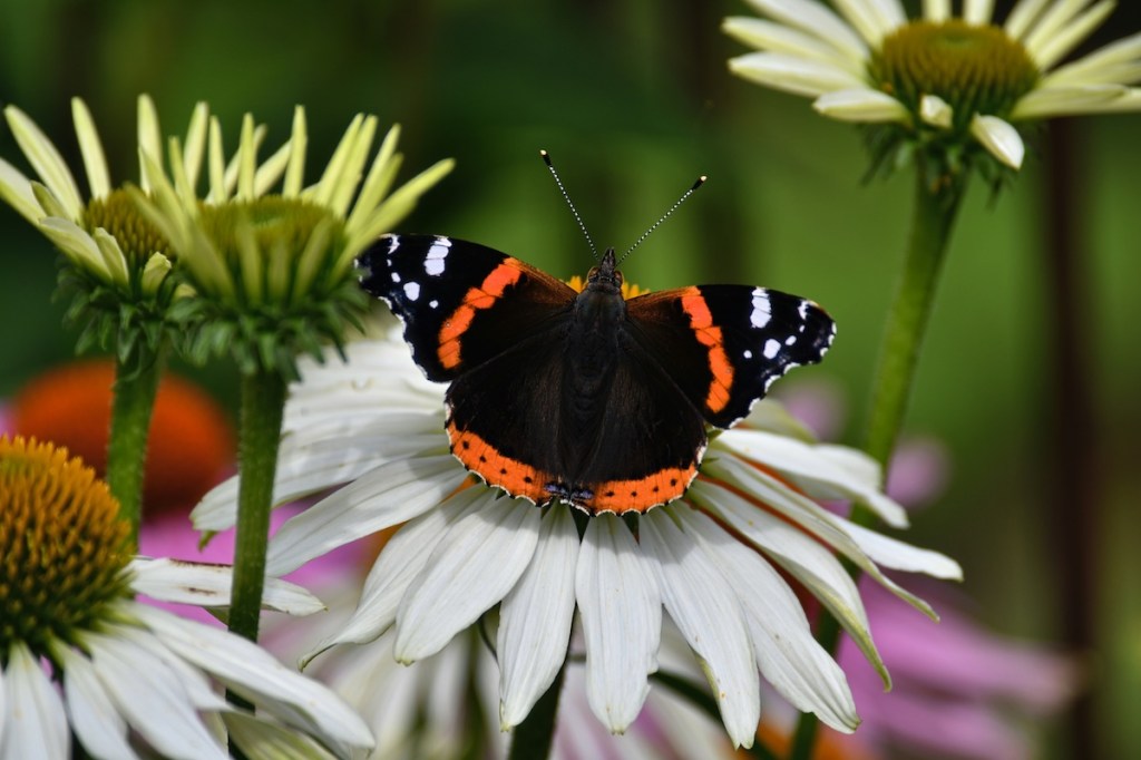Red admiral butterfly feeding on nectar from white and purples coneflowers (echinacea purpurea).