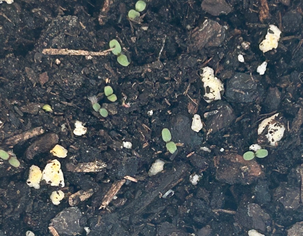 Rudbeckia hirta seed sprouts started  in spring.