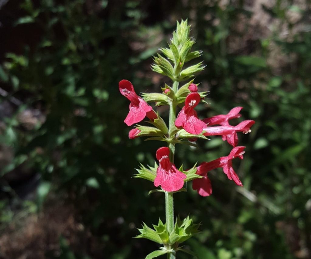 Texas betony with red flowers on a spike blooming in spring