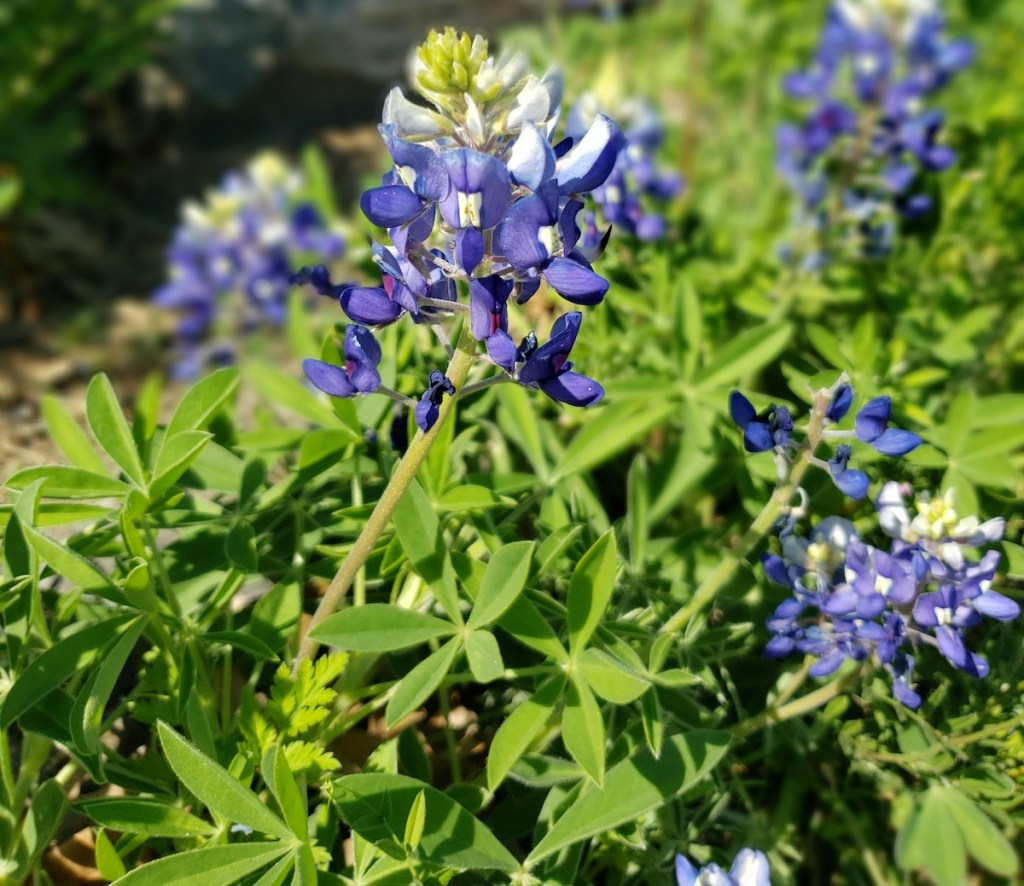 A clump Texas bluebonnets blooming in a spring garden