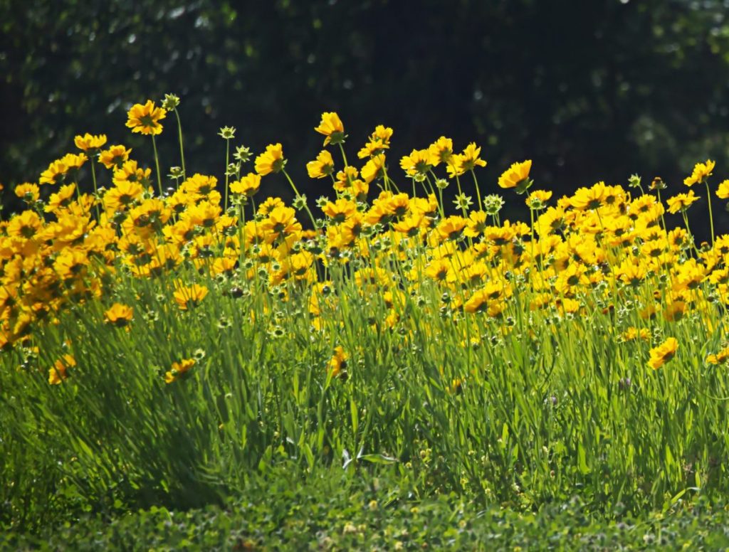 A large yellow clump of Lanceleaf coreopsis flowers