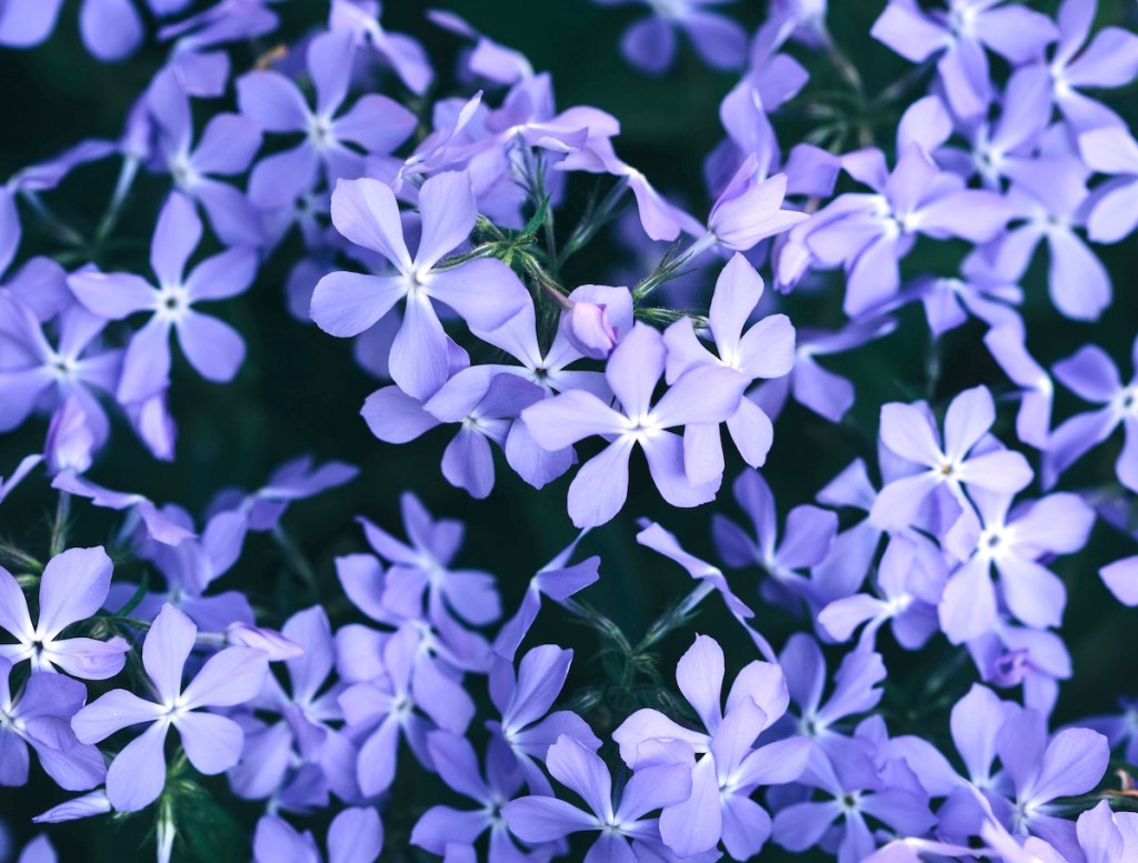 A bed of wild blue phlox flowering in spring