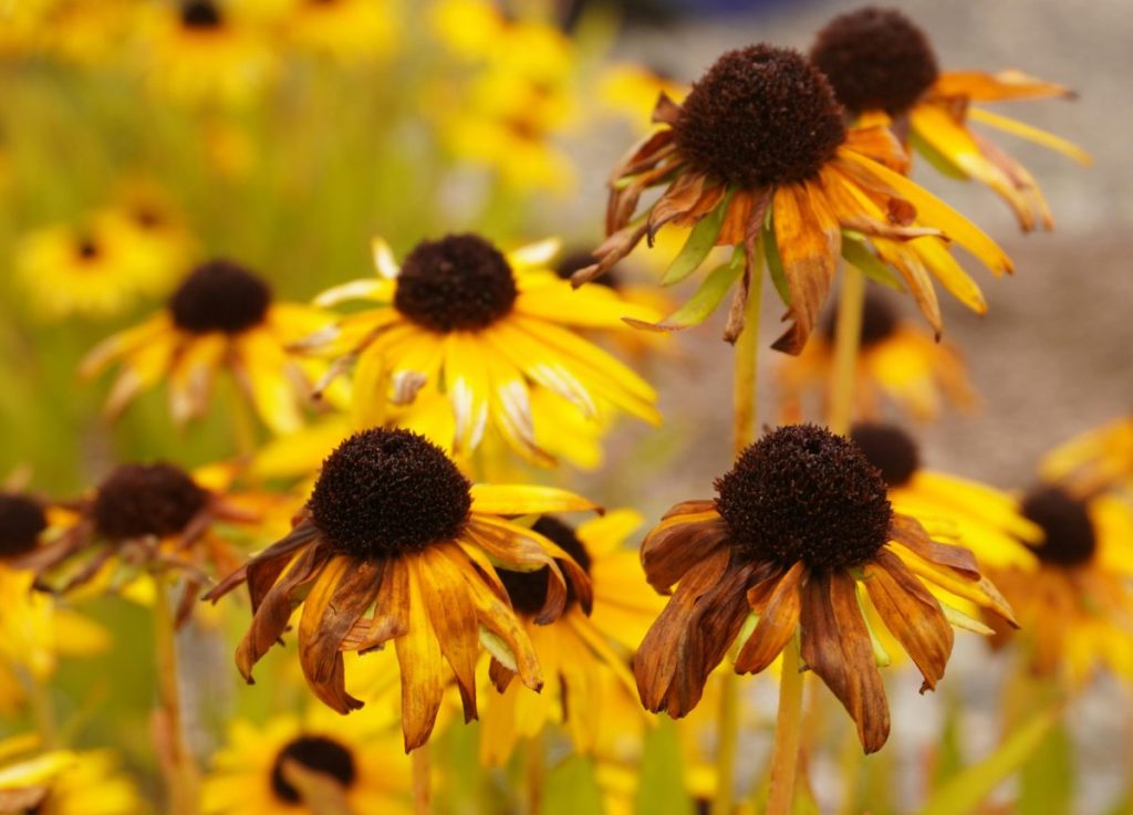 Rudbeckia with some flowers wilting or gone by